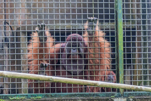 indonesia animal mammal primate ape pongo orangutan cage enclosure mesh