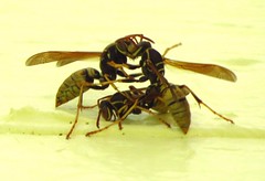 Paper wasp behavior