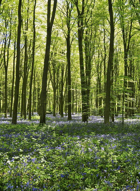 Bluebells in Micheldever Wood