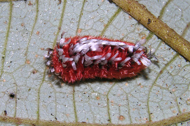 Tarchon sp caterpillar (Bombycidae) from Panama