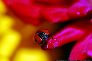 photo: ladybug butt MG 2871 - by seandreilinger