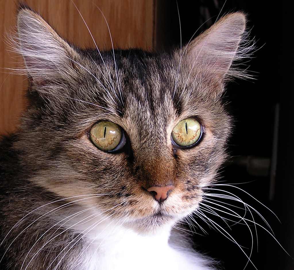 maine coon lifespan