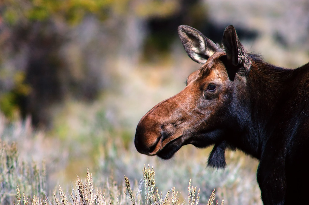 Meandering Moose by Fort Photo