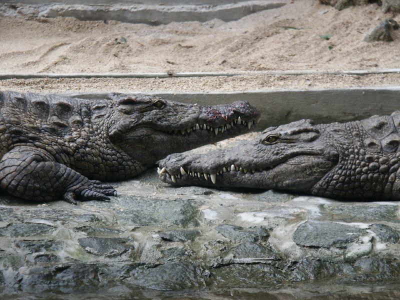crocodiles by malona