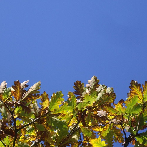 Oak | by PhotosByTomTom
