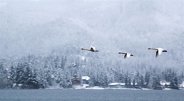 alta lake swans